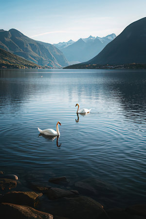 Swans on the lake in the mountains. Beautiful lake in the Alpsの素材