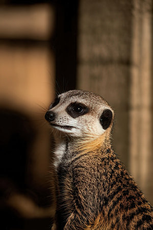 Meerkat (Suricata suricatta) in a zooの素材