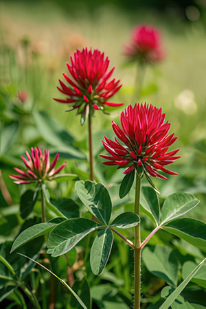 Red clover flowers in the garden. Shallow depth of field.の素材
