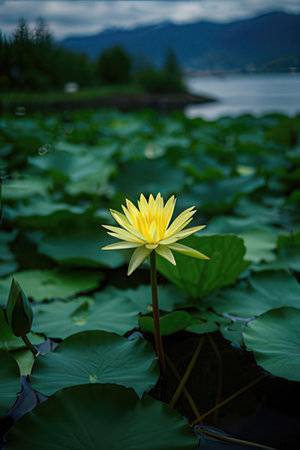 Yellow lotus flower and green leaf in pond with mountain background.の素材