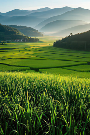 Rice field in the morning at Chiangmai, Thailandの素材