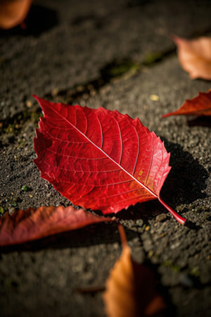 Autumn leaves on the pavement. Shallow depth of field.の素材