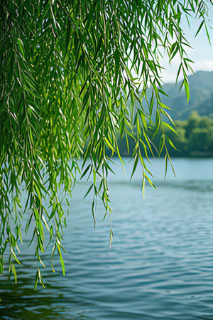 Willow tree on the background of the lake in the summer.の素材