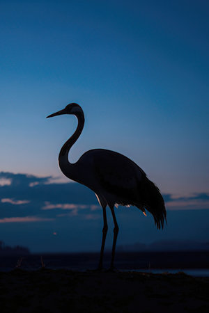 Silhouette of a crane at sunset in the Danube Delta, Romaniaの素材