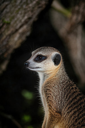 Meerkat or suricate (Suricata suricatta)の素材