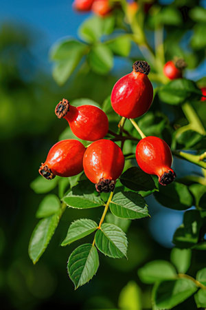 Red rosehip berries on a branch with green leaves in the gardenの素材