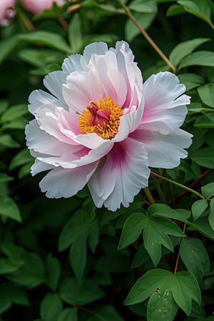 White peony flower on a background of green leaves in the gardenの素材