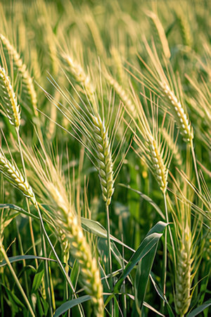 Ears of wheat on the field. Close-up. Selective focus.の素材