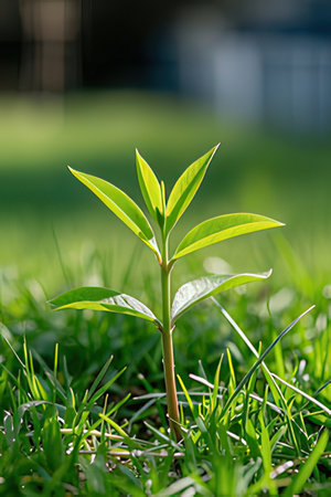 Young green sprout in the grass on the background of the houseの素材