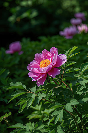 Beautiful pink peony flower on a background of green leaves.の素材