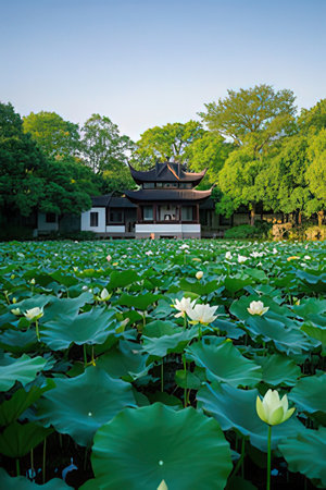 Lotus pond in Hangzhou, China. Hangzhou is a famous tourist destination in China.の素材