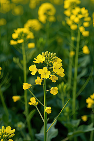 Rape blossoms in the field, closeup of photo.の素材