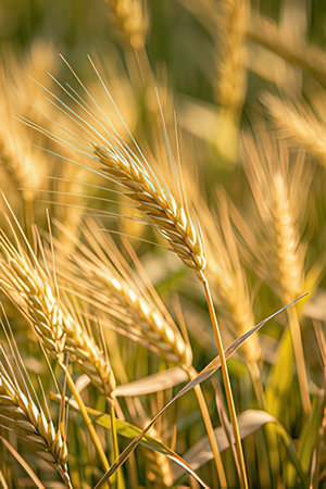 Ears of wheat on a field in summer. Shallow depth of fieldの素材