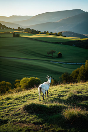 White goat grazing on a hillside in the morning light. Tuscany, Italyの素材