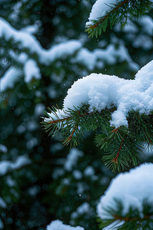 Snow on the branches of a Christmas tree in the forest. Winter backgroundの素材