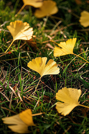 Ginkgo leaves on the ground in autumn. Autumn background.の素材