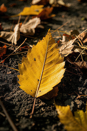 Yellow autumn leaves on the ground. Selective focus. Toned.の素材