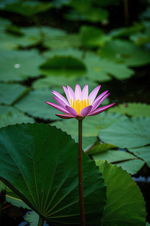 Pink lotus flower in the pond with green lotus leaf.の素材