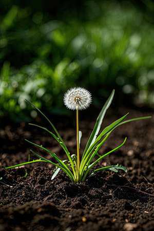 Dandelion seedling growing in the ground, close-upの素材