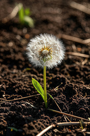 Dandelion flower on the ground. Selective focus. Shallow depth of fieldの素材
