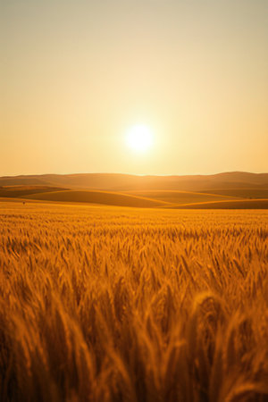 Sunset over the field of wheat in Tuscany, Italyの素材