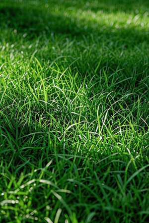 Green grass background with shallow depth of field. Green grass texture.の素材