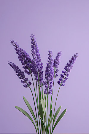Bouquet of lavender flowers on purple background, closeupの素材