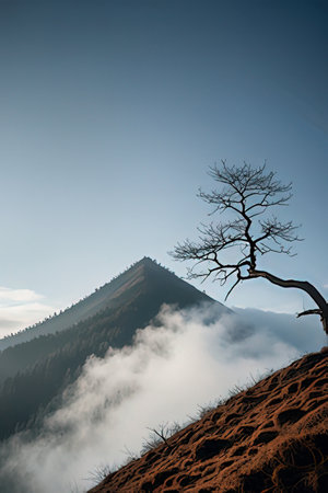 Dead tree on the top of a mountain with clouds in the backgroundの素材