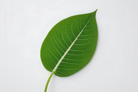 green leaf on a white background, with space for text or imageの素材