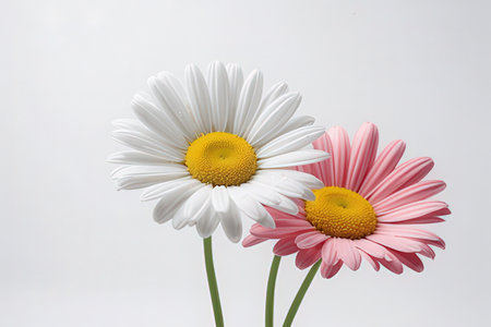 Three daisies on a white background. White and pink.の素材
