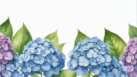 Blue hydrangea flowers on white background. Vector illustration.の写真素材