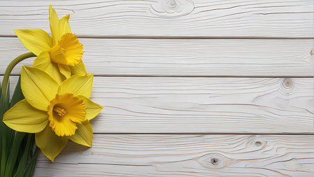 Daffodils on white wooden background with copy space for textの写真素材