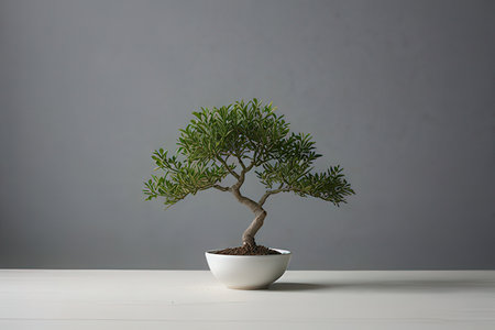 Bonsai tree in a white pot on a gray background.