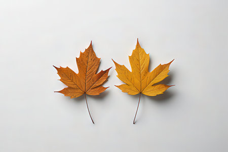 Autumn leaves on white background. Flat lay, top view.