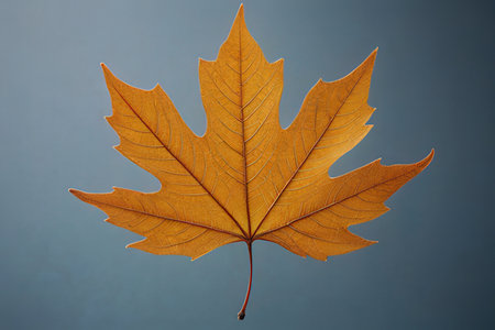Autumn maple leaf isolated on blue background. Fall season concept.