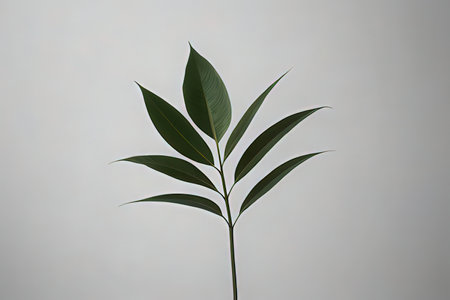 Plant with green leaves on a gray background, close-up