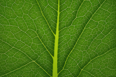 close up of green leaf texture with veins and veins, abstract backgroundの写真素材