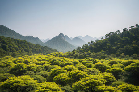 Mountain landscape with green forest in Huangshan, China.