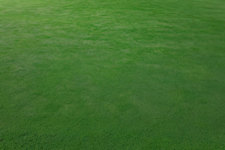 Green grass texture, green grass background, green grass texture, green grass background