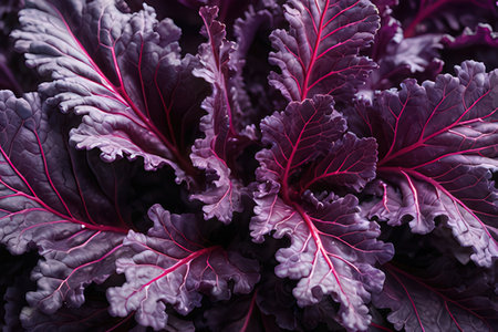 Purple cabbage leaves background, top view, flat lay, close upの写真素材