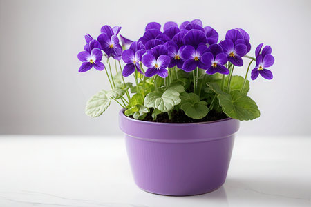 Purple pansy flowers in a pot on a white background.の素材
