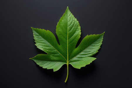 Green leaf on black background. Flat lay, top view, copy spaceの写真素材