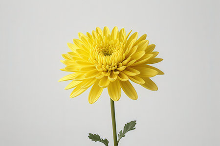 Yellow chrysanthemum isolated on white background with clipping pathの写真素材