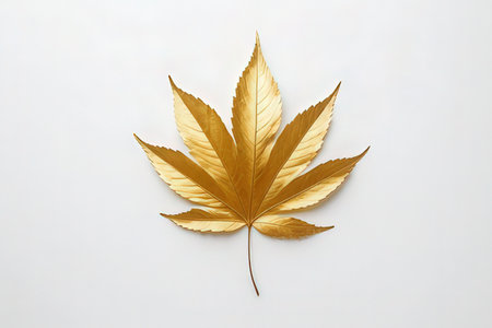 Autumn maple leaf on white background. Flat lay, top viewの写真素材
