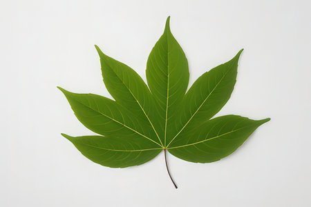 Green leaf isolated on white background, clipping paths included in file.