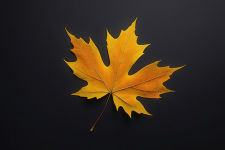 Autumn maple leaf isolated on black background. Flat lay, top view