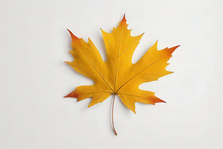 Autumn maple leaf isolated on white background. 3d render.