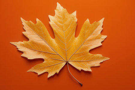 Autumn maple leaf on orange background. Top view, flat lay