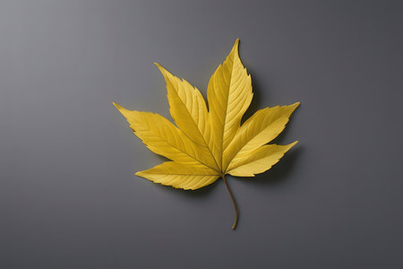 Autumn yellow leaf on gray background. Flat lay, top viewの写真素材