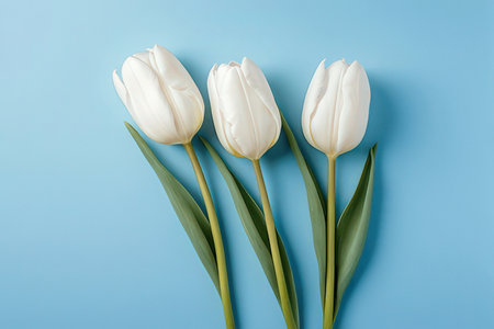 White tulips on blue background. Flat lay, top view.の写真素材